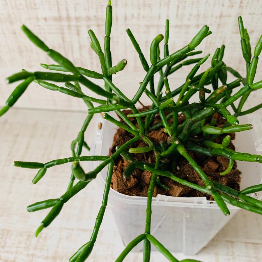 おしゃれ　観葉植物　根が見える鉢　リプサリス　バンブゾイデス　ベラボン植え　インテリア　多肉植物　植木鉢 |  | 02