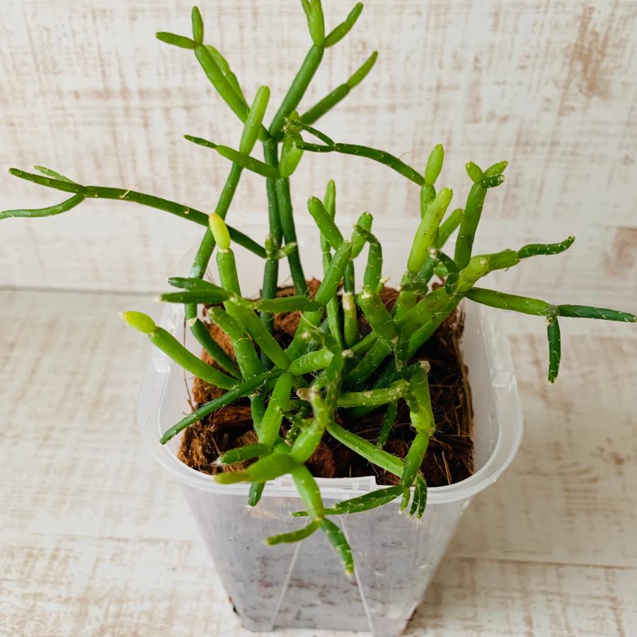 おしゃれ　観葉植物　根が見える鉢　リプサリス　ヘテロクラダ　ベラボン植え　インテリア　多肉植物　植木鉢 | 