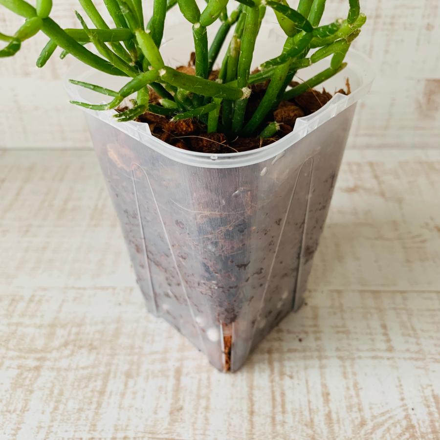 おしゃれ　観葉植物　根が見える鉢　リプサリス　ヘテロクラダ　ベラボン植え　インテリア　多肉植物　植木鉢 |  | 02