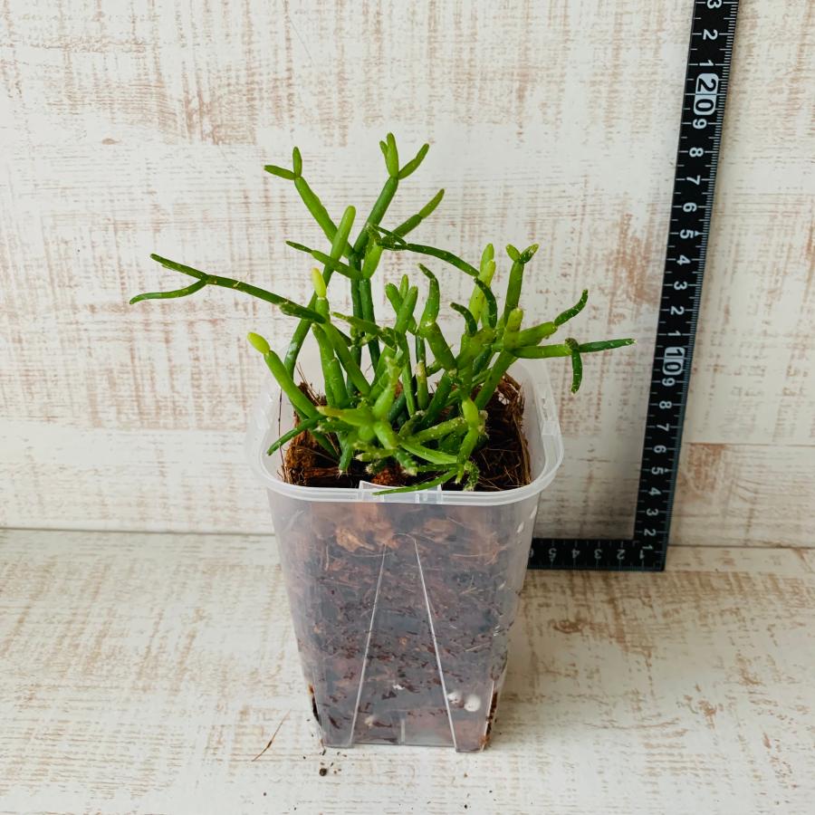 おしゃれ　観葉植物　根が見える鉢　リプサリス　ヘテロクラダ　ベラボン植え　インテリア　多肉植物　植木鉢 |  | 03
