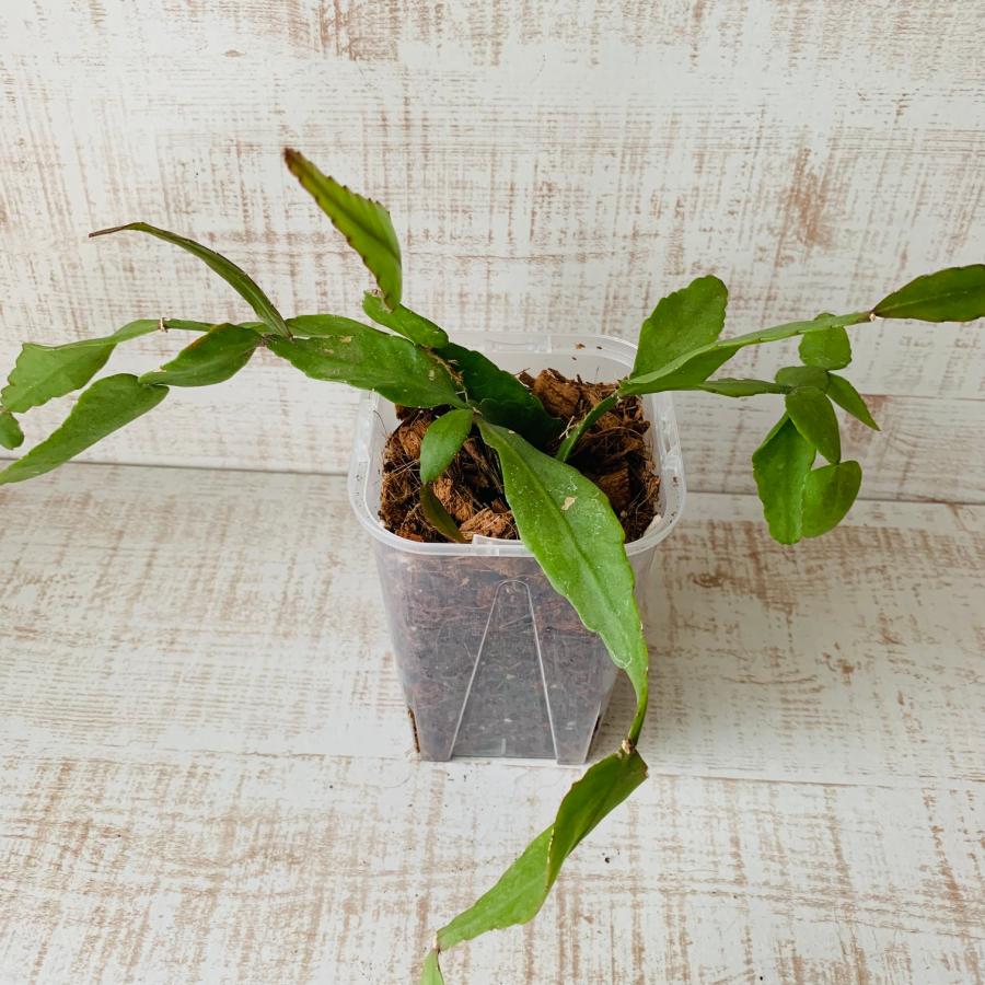 おしゃれ　観葉植物　根が見える鉢　リプサリス　エレプティカ　ベラボン植え　インテリア　多肉植物　植木鉢 |  | 01