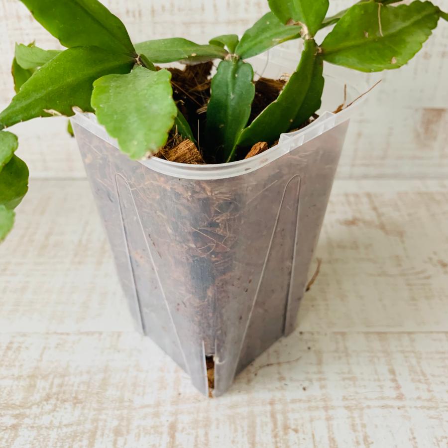 おしゃれ　観葉植物　根が見える鉢　リプサリス　エレプティカ　ベラボン植え　インテリア　多肉植物　植木鉢 |  | 03