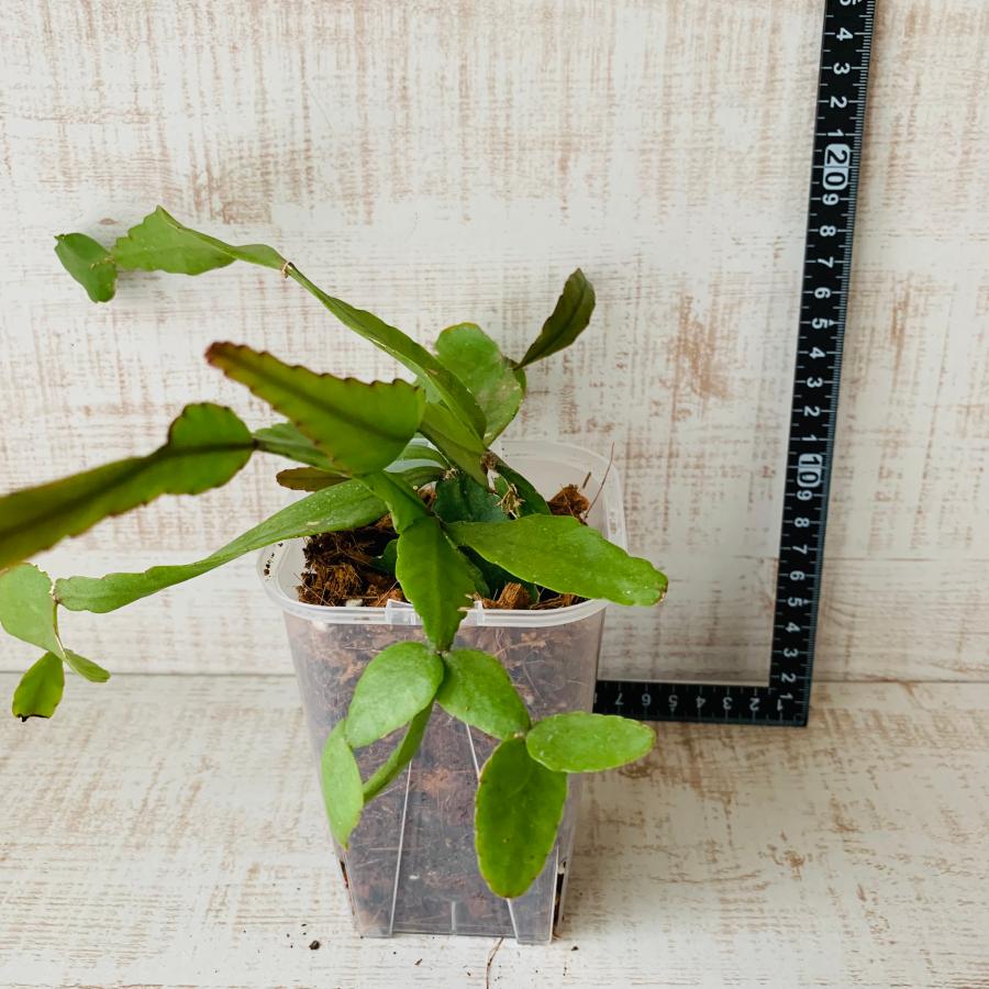 おしゃれ　観葉植物　根が見える鉢　リプサリス　エレプティカ　ベラボン植え　インテリア　多肉植物　植木鉢 |  | 04