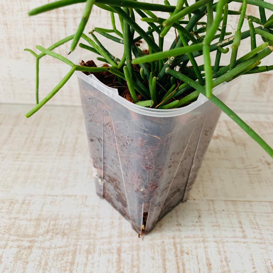 おしゃれ　観葉植物　根が見える鉢　リプサリス　クラバータ　ベラボン植え　インテリア　多肉植物　植木鉢 |  | 03