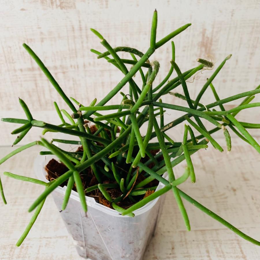 おしゃれ　観葉植物　根が見える鉢　リプサリス　クラバータ　ベラボン植え　インテリア　多肉植物　植木鉢 |  | 01