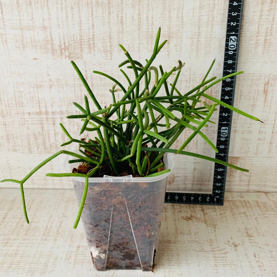 おしゃれ　観葉植物　根が見える鉢　リプサリス　クラバータ　ベラボン植え　インテリア　多肉植物　植木鉢 |  | 04