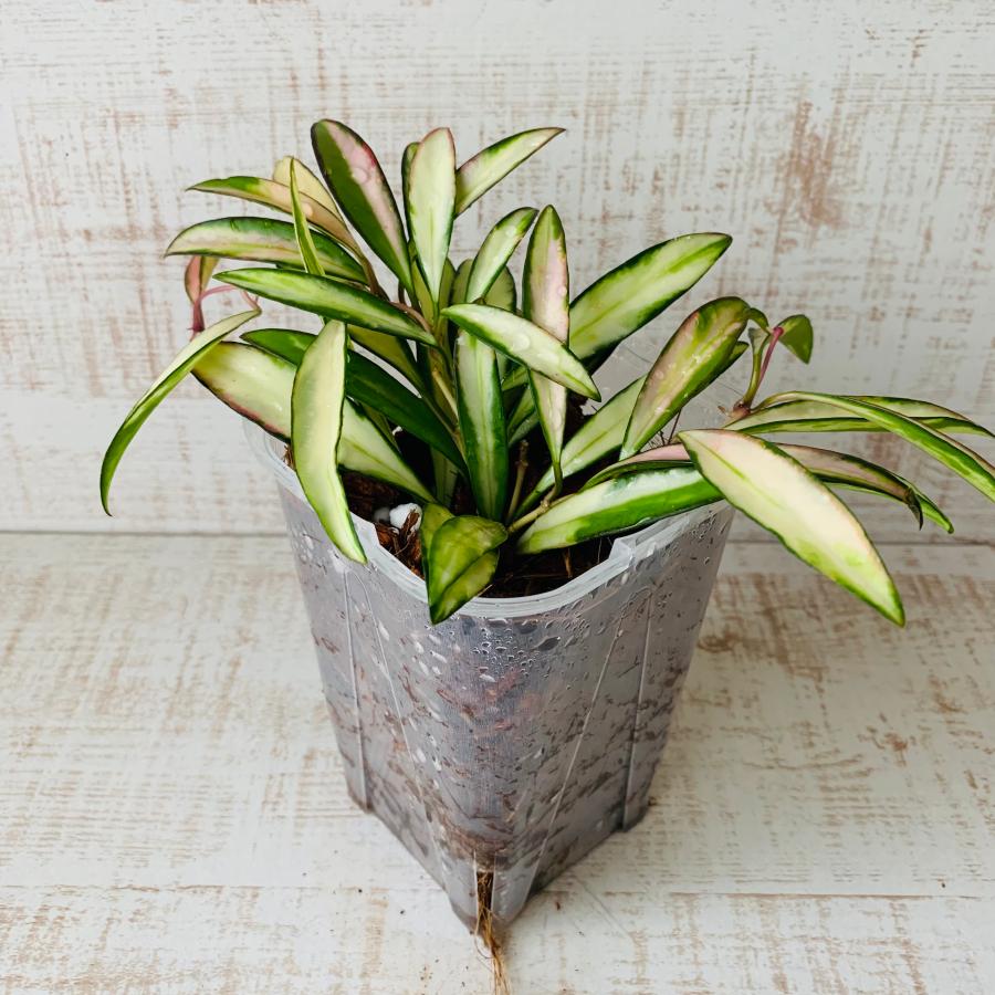 おしゃれ　観葉植物　根が見える鉢　ホヤ　ケンティアナ斑入り　ベラボン植え　インテリア　多肉植物　植木鉢 | 