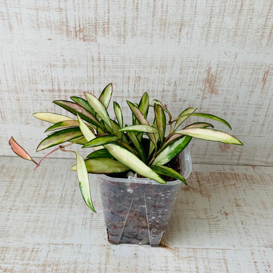 おしゃれ　観葉植物　根が見える鉢　ホヤ　ケンティアナ斑入り　ベラボン植え　インテリア　多肉植物　植木鉢 |  | 01