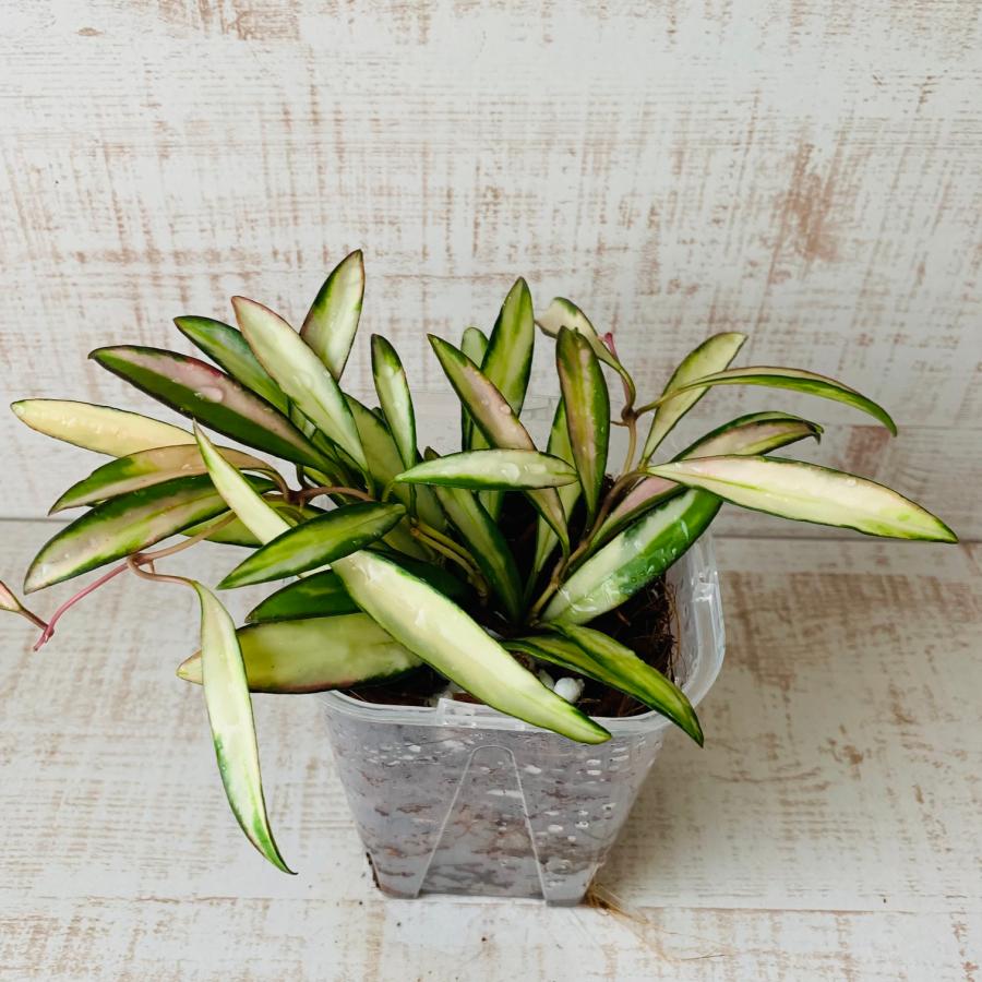 おしゃれ　観葉植物　根が見える鉢　ホヤ　ケンティアナ斑入り　ベラボン植え　インテリア　多肉植物　植木鉢 |  | 02