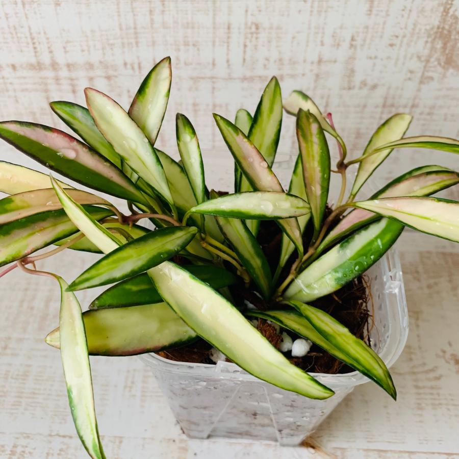 おしゃれ　観葉植物　根が見える鉢　ホヤ　ケンティアナ斑入り　ベラボン植え　インテリア　多肉植物　植木鉢 |  | 03