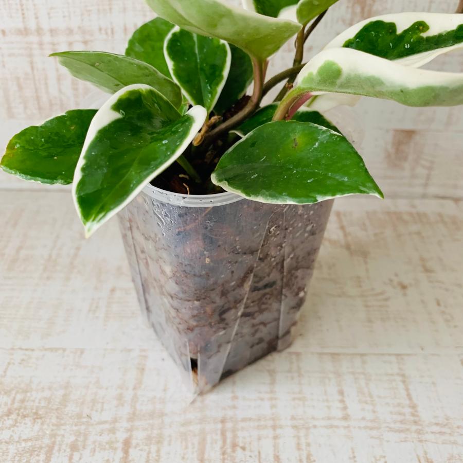 おしゃれ 観葉植物 根が見える鉢 ホヤ カルノーサ斑入り ベラボン植え