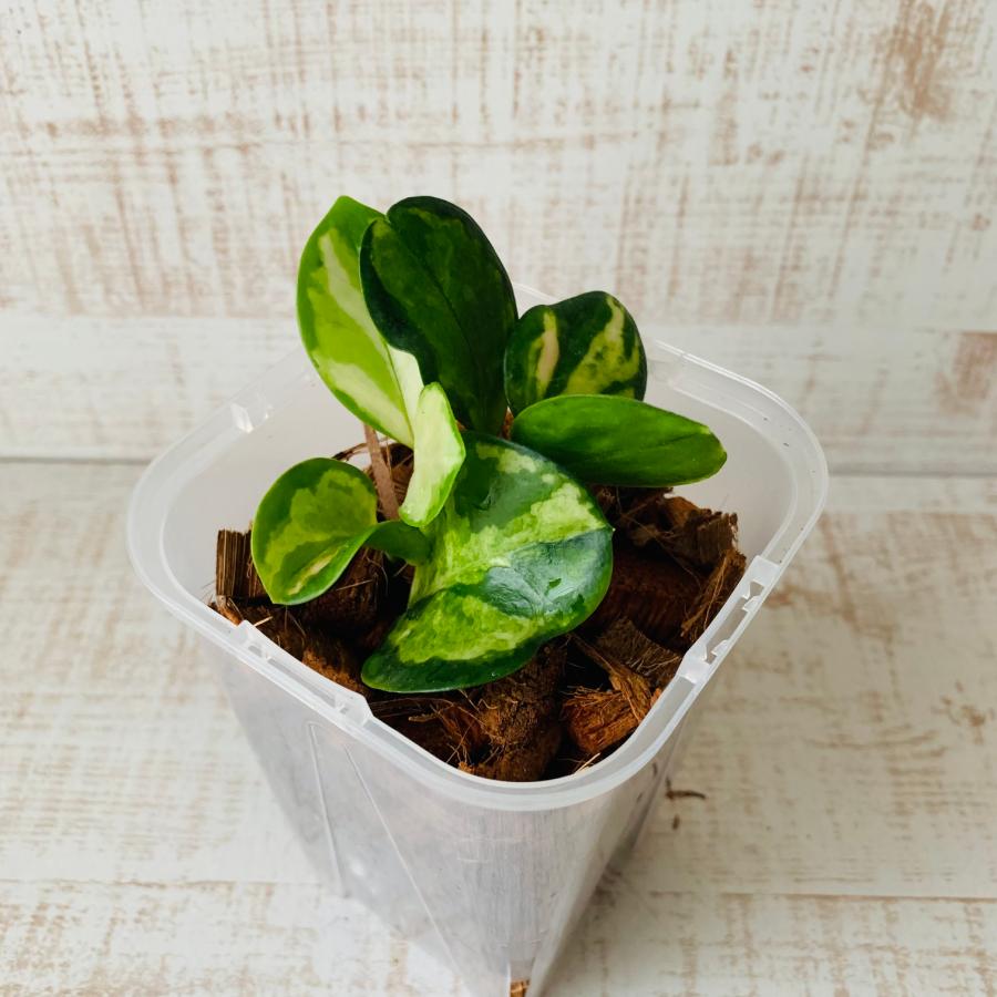 おしゃれ　観葉植物　根が見える鉢　ホヤ　リサ　ベラボン植え　インテリア　観葉植物　植木鉢 | 