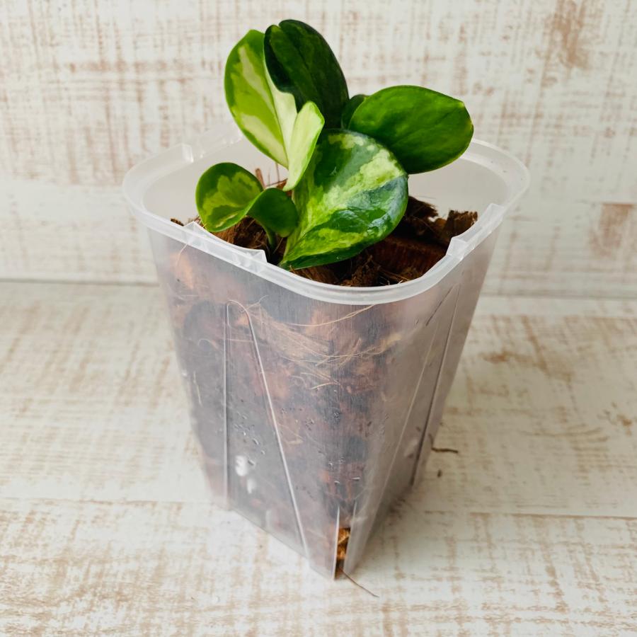 おしゃれ　観葉植物　根が見える鉢　ホヤ　リサ　ベラボン植え　インテリア　観葉植物　植木鉢 |  | 01