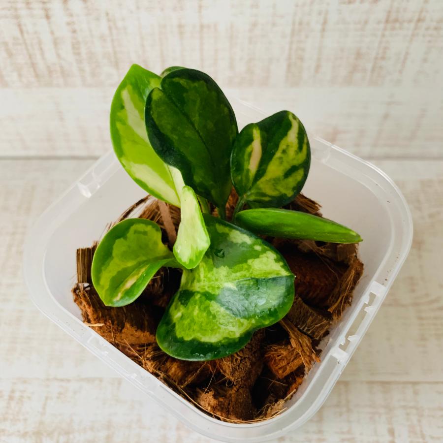 おしゃれ　観葉植物　根が見える鉢　ホヤ　リサ　ベラボン植え　インテリア　観葉植物　植木鉢 |  | 02