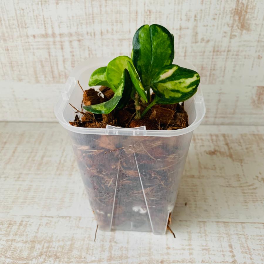 おしゃれ　観葉植物　根が見える鉢　ホヤ　リサ　ベラボン植え　インテリア　観葉植物　植木鉢 |  | 03