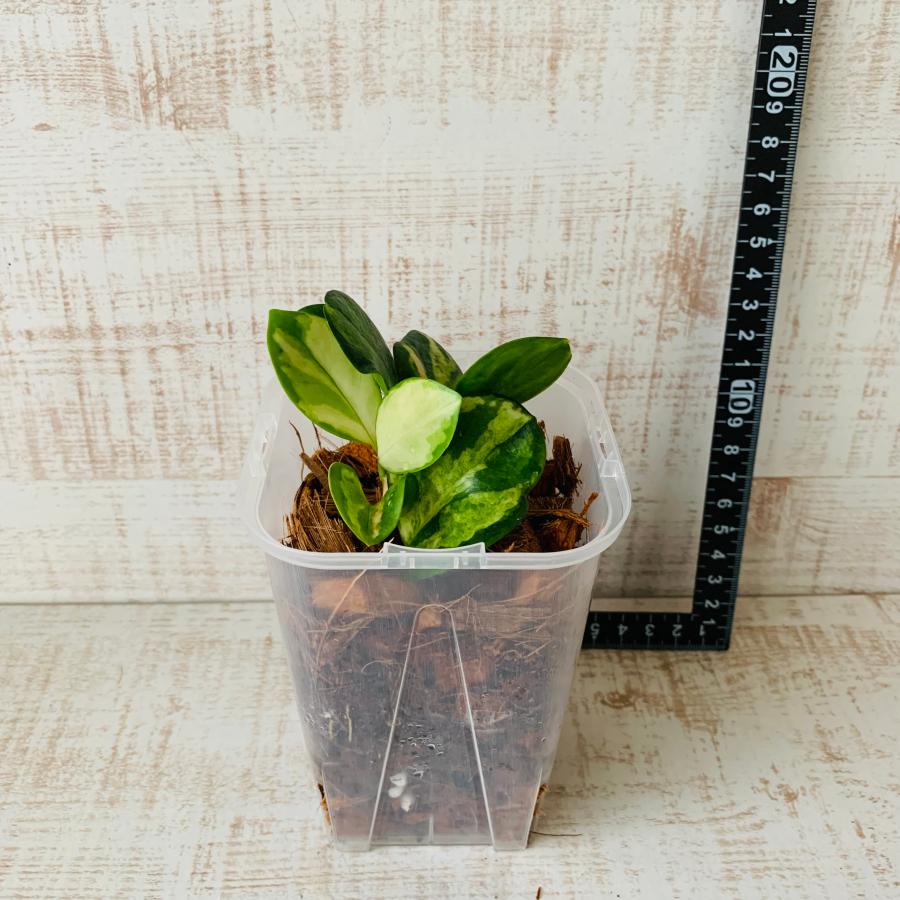 おしゃれ　観葉植物　根が見える鉢　ホヤ　リサ　ベラボン植え　インテリア　観葉植物　植木鉢 |  | 04