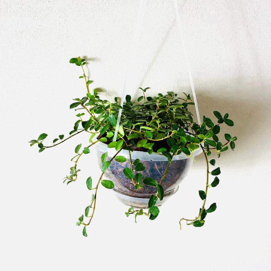 フィカスシャングリラ　つる性ガジュマル　ネガミエル　ハンキング　ベラボン植え　インテリア　おしゃれ　観葉植物　吊るす　植木鉢 |  | 01