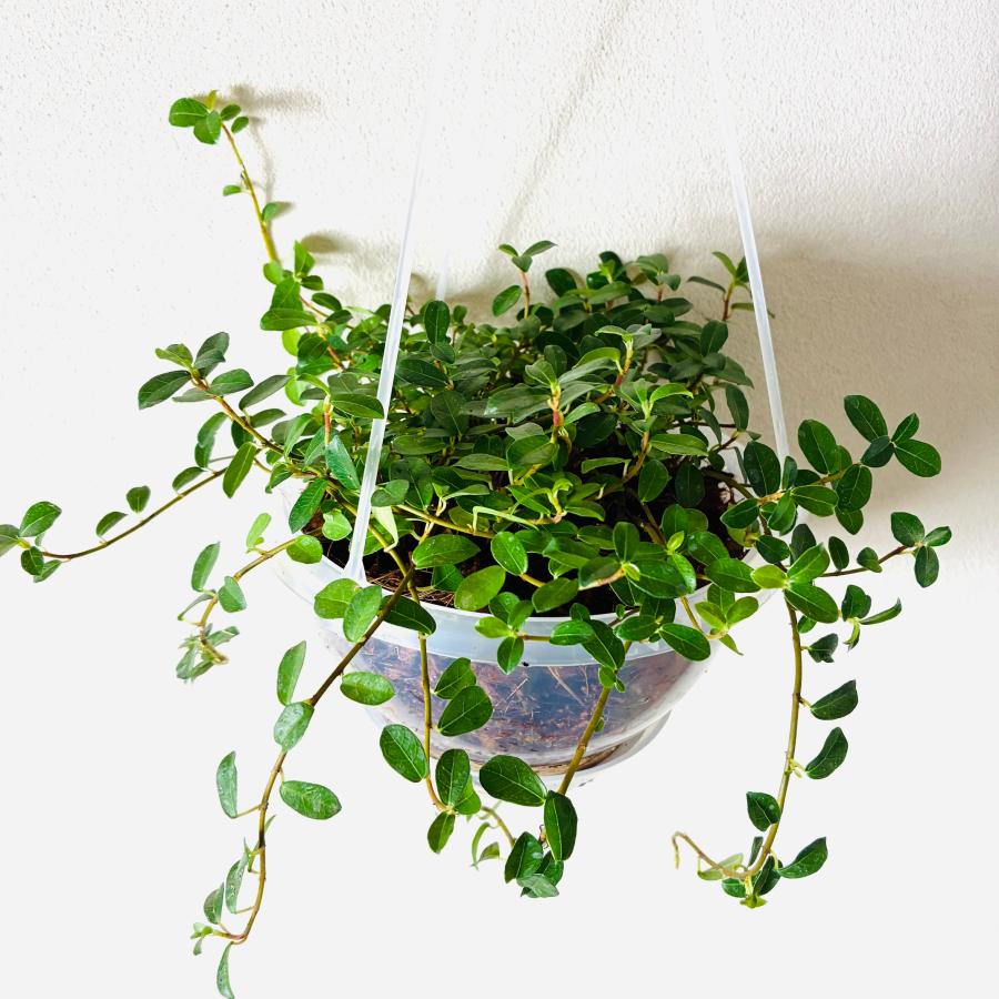 フィカスシャングリラ　つる性ガジュマル　ネガミエル　ハンキング　ベラボン植え　インテリア　おしゃれ　観葉植物　吊るす　植木鉢 |  | 02
