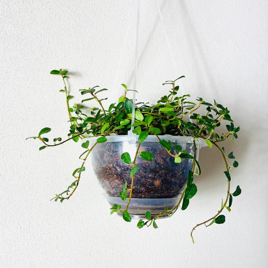 フィカスシャングリラ　つる性ガジュマル　ネガミエル　ハンキング　ベラボン植え　インテリア　おしゃれ　観葉植物　吊るす　植木鉢 |  | 03