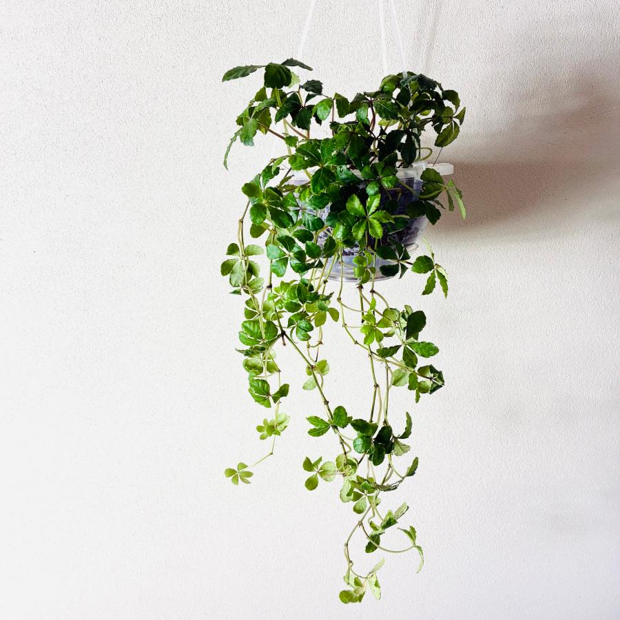 シュガーバイン　ネガミエル　ハンキング　ベラボン植え　インテリア　おしゃれ　観葉植物　吊るす　植木鉢 |  | 01