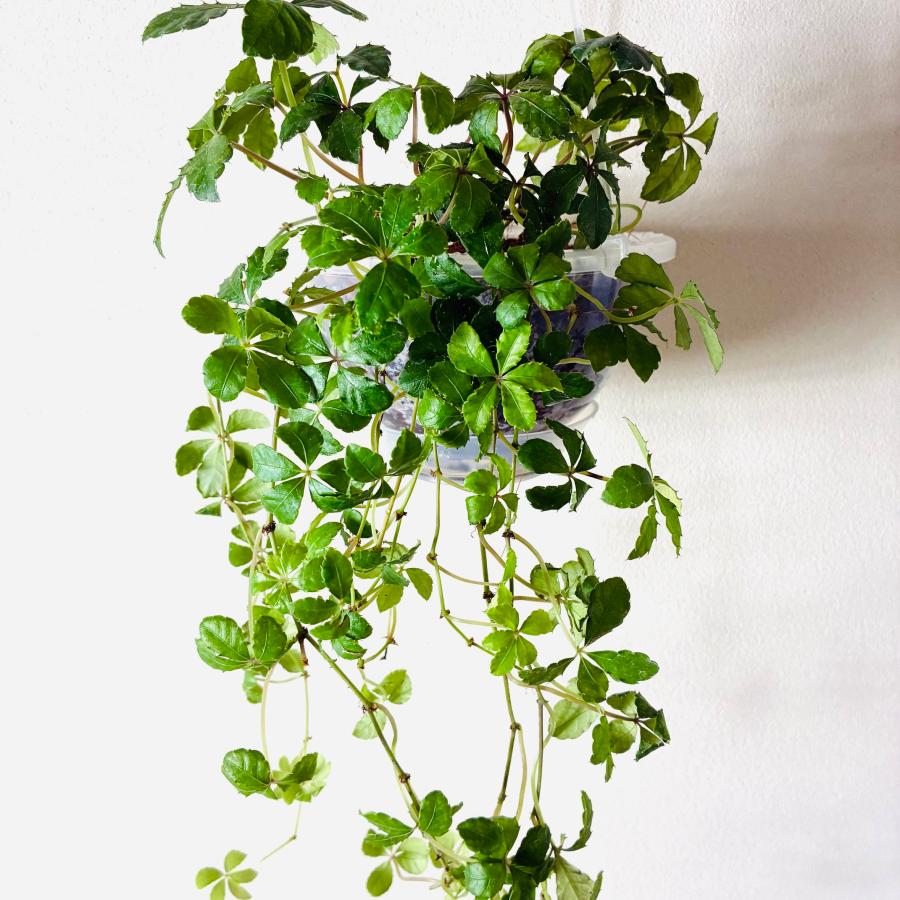 シュガーバイン　ネガミエル　ハンキング　ベラボン植え　インテリア　おしゃれ　観葉植物　吊るす　植木鉢 |  | 02