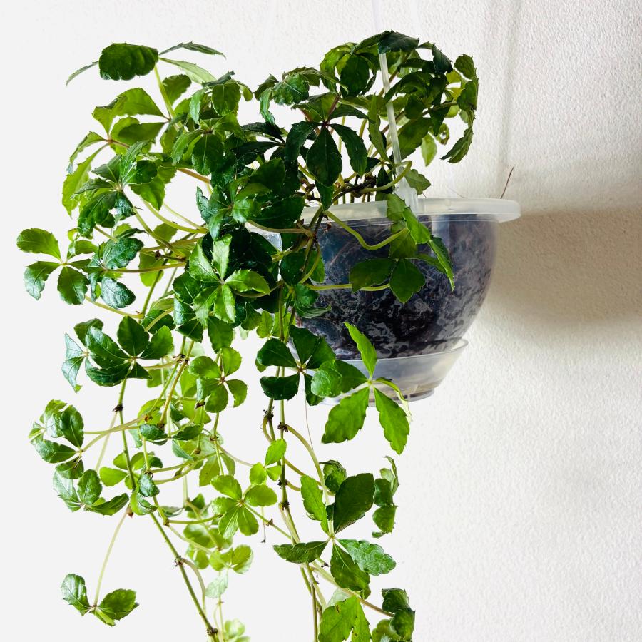 シュガーバイン　ネガミエル　ハンキング　ベラボン植え　インテリア　おしゃれ　観葉植物　吊るす　植木鉢 |  | 03