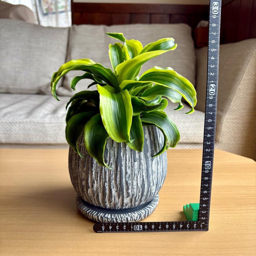 ドラセナ トルネード斑入り インテリア おしゃれ 観葉植物 引っ越し