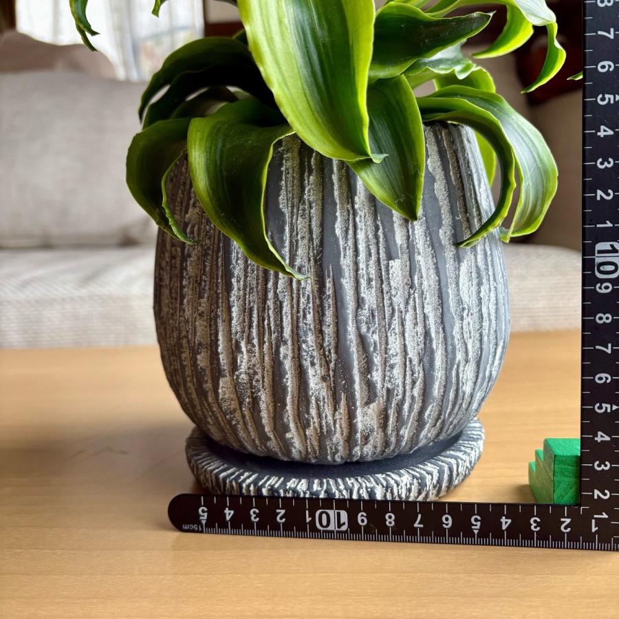 ドラセナ トルネード斑入り インテリア おしゃれ 観葉植物 引っ越し