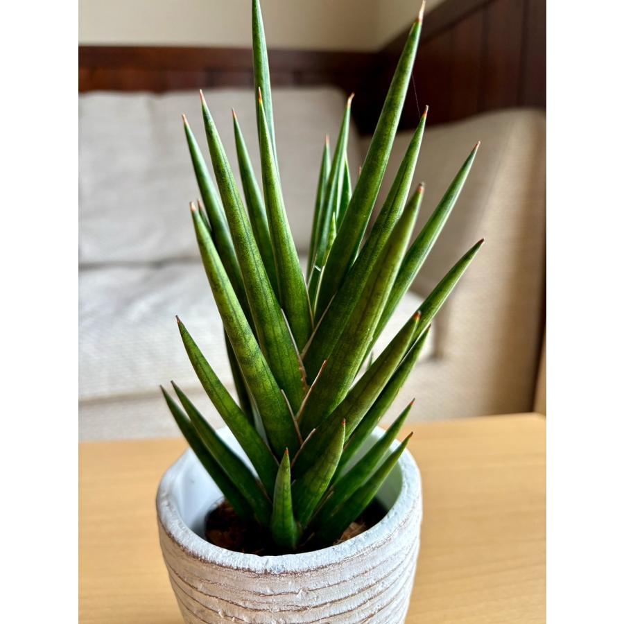 サンスベリア　フランシシー　3号　白陶器鉢　受け皿付き　インテリア　おしゃれ　観葉植物　引っ越し　植木鉢 |  | 01