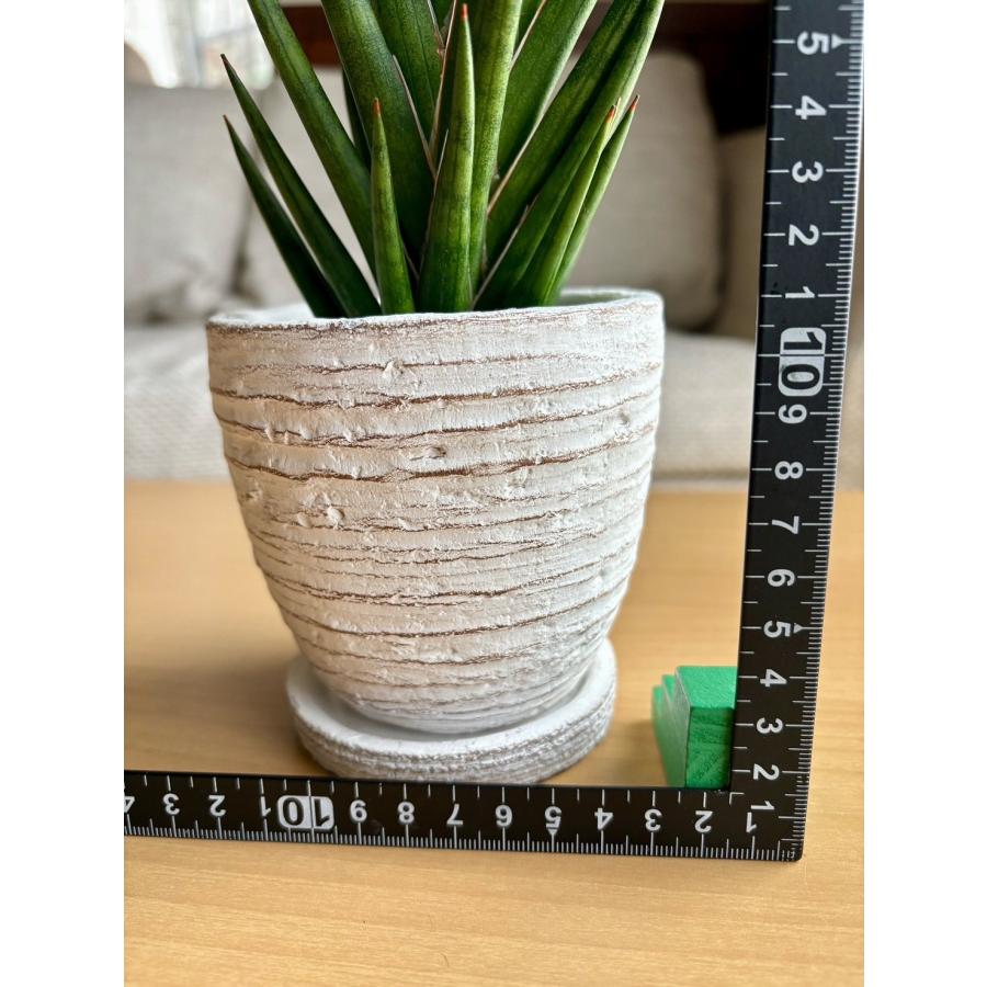 サンスベリア　フランシシー　3号　白陶器鉢　受け皿付き　インテリア　おしゃれ　観葉植物　引っ越し　植木鉢 |  | 03