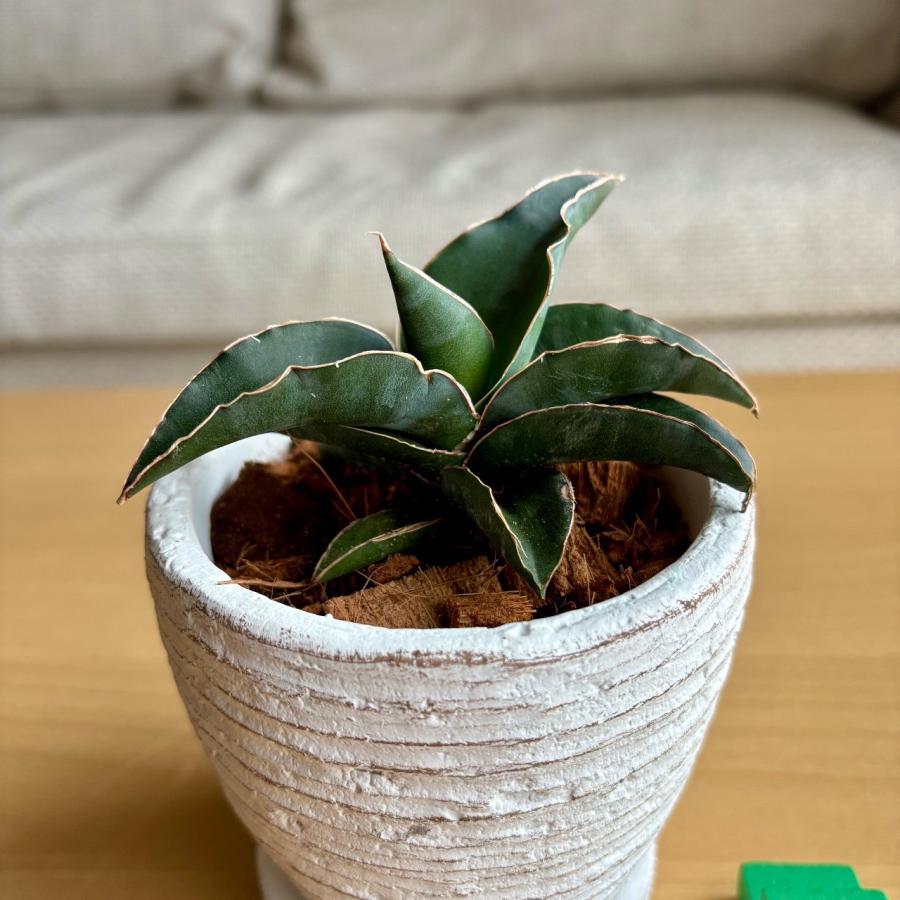 サンスベリア　ロブスターブルー　3号　白陶器鉢　受け皿付き　インテリア　おしゃれ　観葉植物　引っ越し　植木鉢 | 