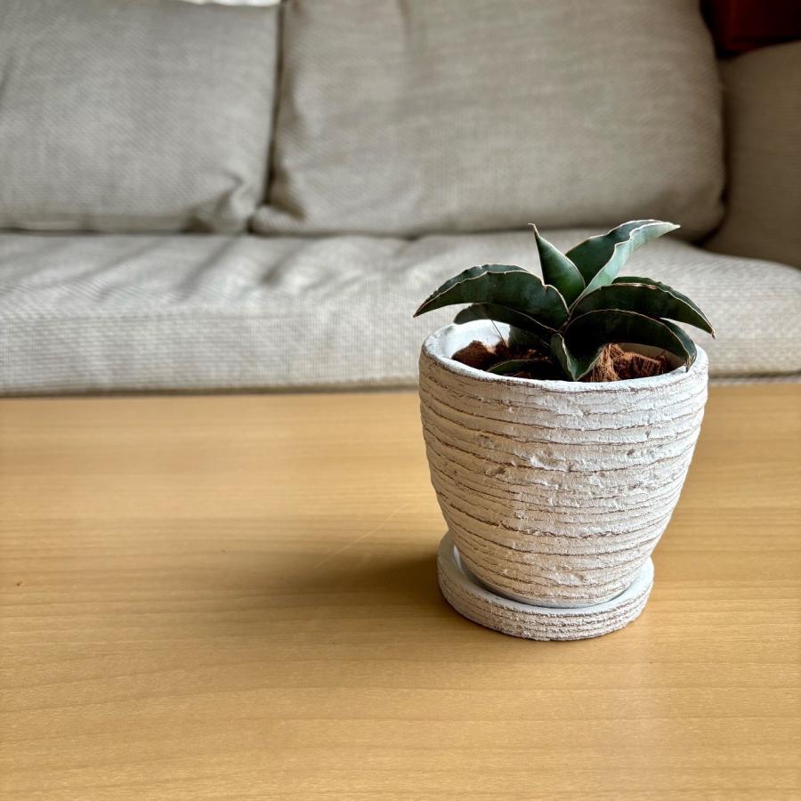サンスベリア　ロブスターブルー　3号　白陶器鉢　受け皿付き　インテリア　おしゃれ　観葉植物　引っ越し　植木鉢 |  | 01