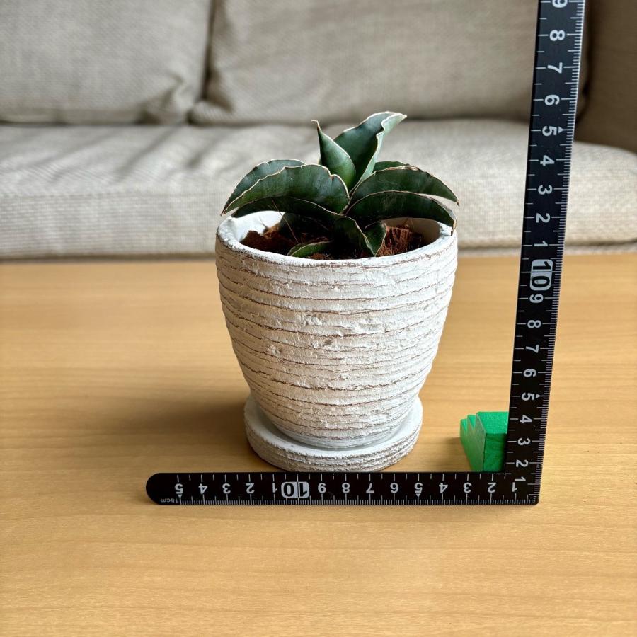 サンスベリア　ロブスターブルー　3号　白陶器鉢　受け皿付き　インテリア　おしゃれ　観葉植物　引っ越し　植木鉢 |  | 02