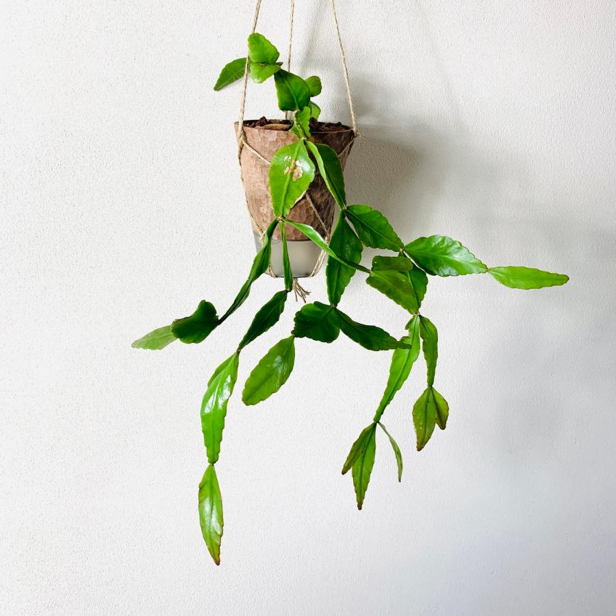 おしゃれ　観葉植物　吊り下げ　リプサリス　エレプティカ　ハンキングアロマ鉢　4号　受け皿キャップ付き　インテリア　多肉植物　引っ越し　 |  | 01