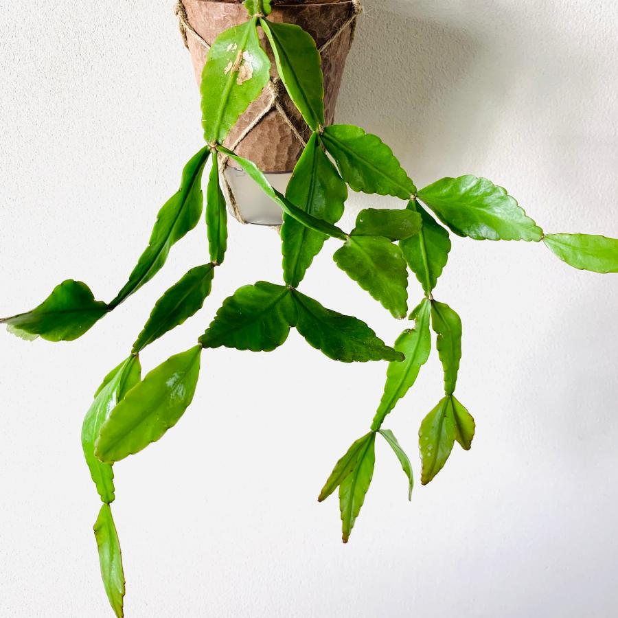 おしゃれ　観葉植物　吊り下げ　リプサリス　エレプティカ　ハンキングアロマ鉢　4号　受け皿キャップ付き　インテリア　多肉植物　引っ越し　 |  | 02