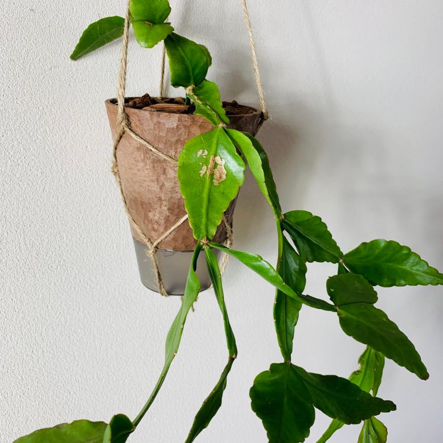 おしゃれ　観葉植物　吊り下げ　リプサリス　エレプティカ　ハンキングアロマ鉢　4号　受け皿キャップ付き　インテリア　多肉植物　引っ越し　 |  | 03