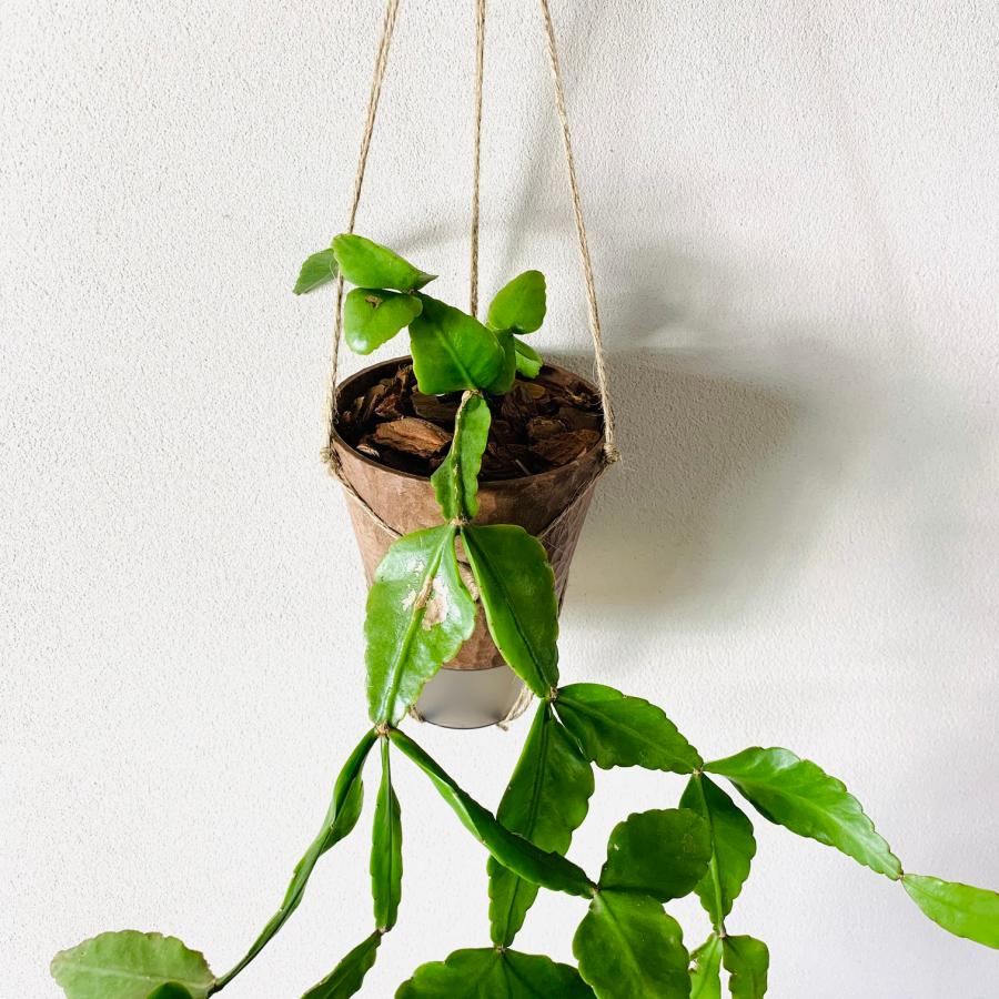 おしゃれ　観葉植物　吊り下げ　リプサリス　エレプティカ　ハンキングアロマ鉢　4号　受け皿キャップ付き　インテリア　多肉植物　引っ越し　 |  | 04