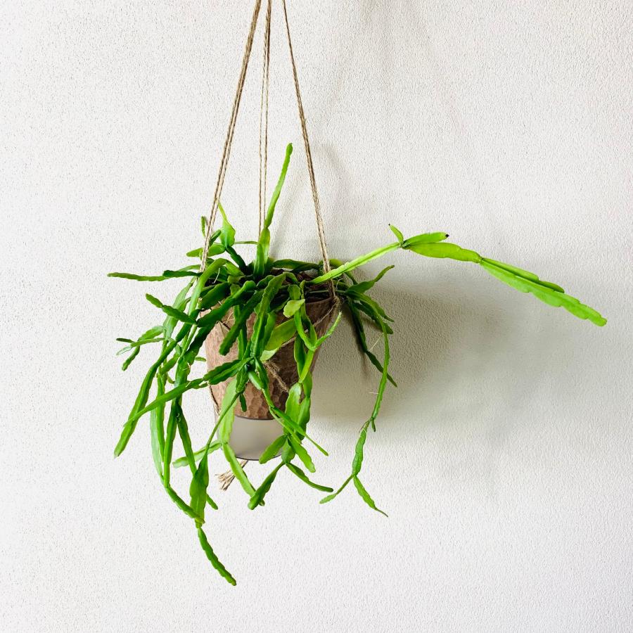 おしゃれ　観葉植物　吊り下げ　リプサリス　ラウヒフォルム　ハンキングアロマ鉢　4号　受け皿キャップ付き　インテリア　多肉植物　引っ越し　 | 