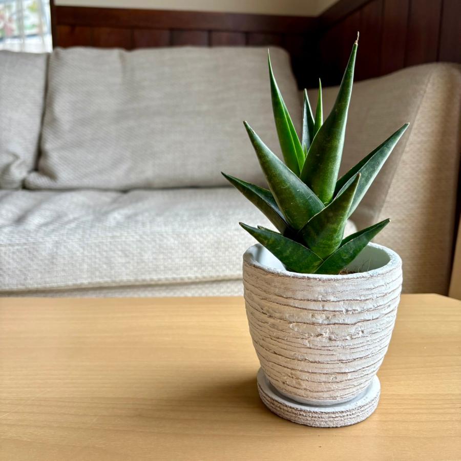 サンスベリア インド・ツー 3号 白陶器鉢 受け皿付き インテリア