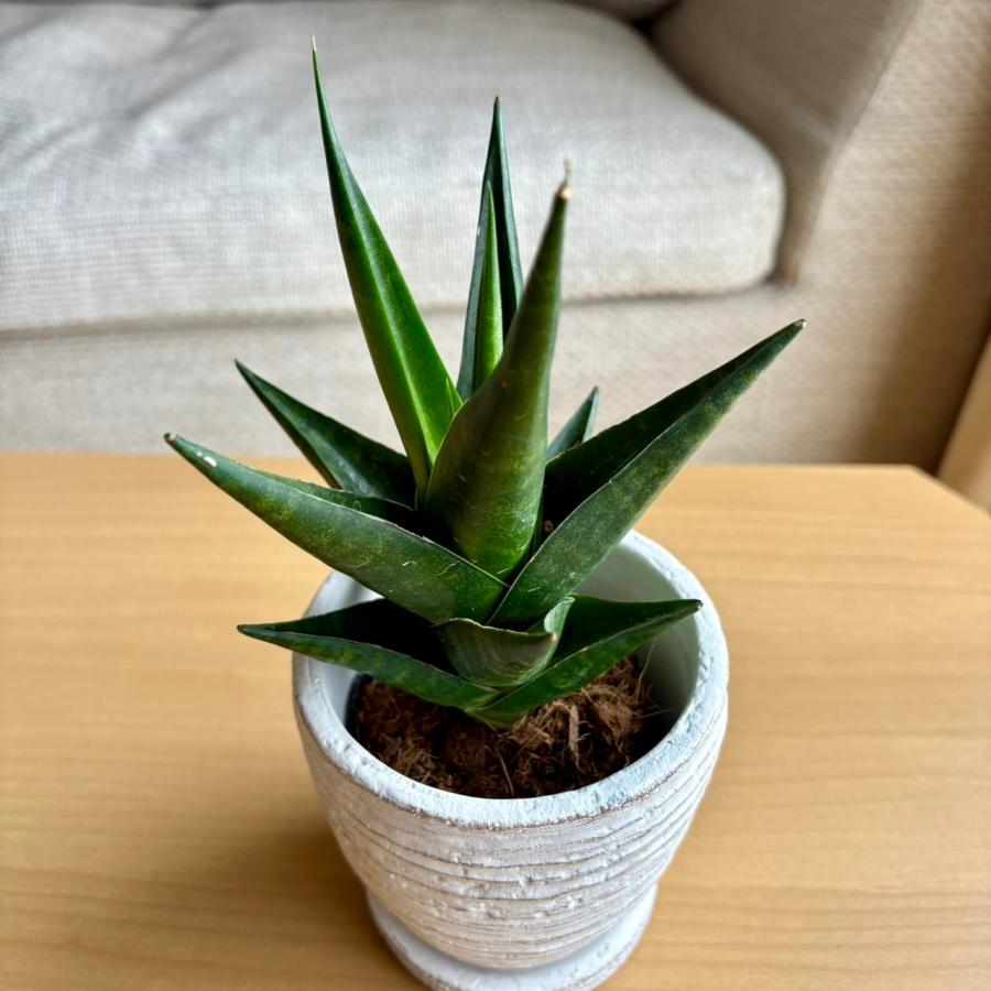 サンスベリア インド・ツー 3号 白陶器鉢 受け皿付き インテリア
