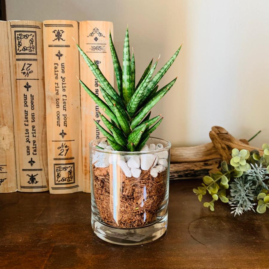 サンスベリア　フランシシー　ヤシの実チップ植え　ベラボン植え　　ロックグラス　観葉植物　多肉植物　おしゃれ　インテリア　引っ越し　ギフト | 