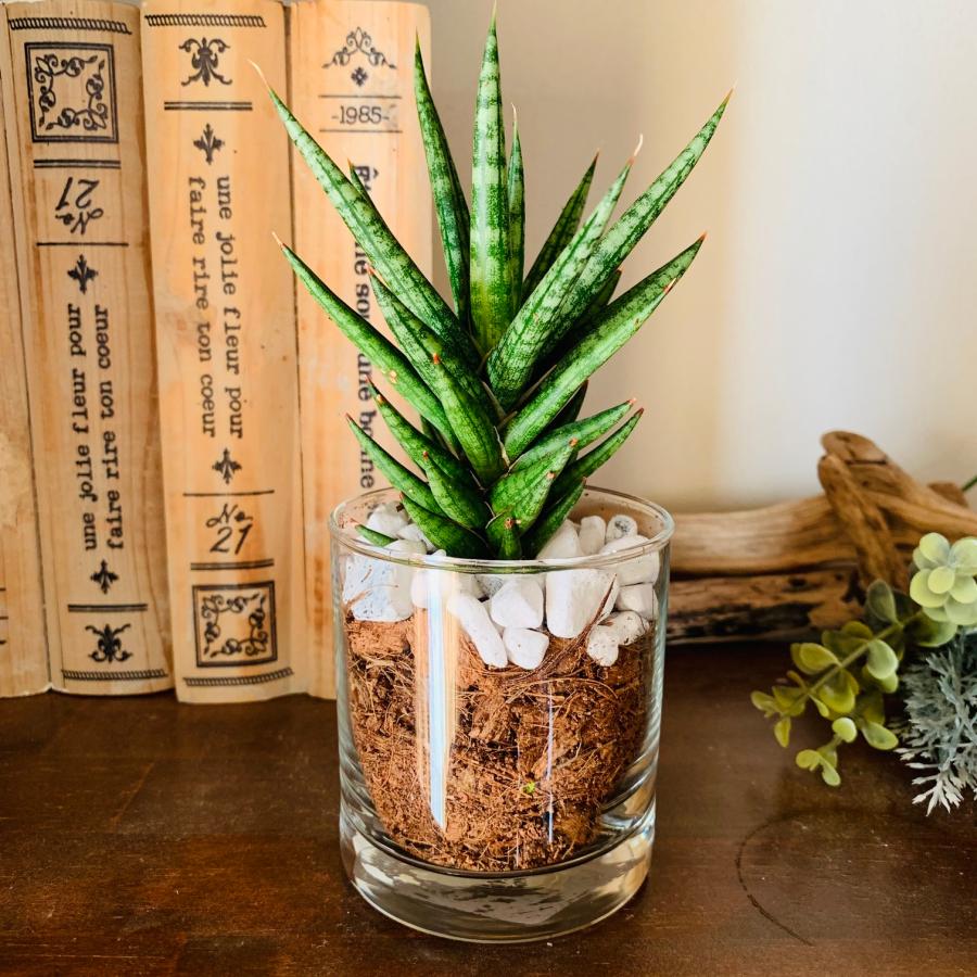 サンスベリア　フランシシー　ヤシの実チップ植え　ベラボン植え　　ロックグラス　観葉植物　多肉植物　おしゃれ　インテリア　引っ越し　ギフト |  | 01