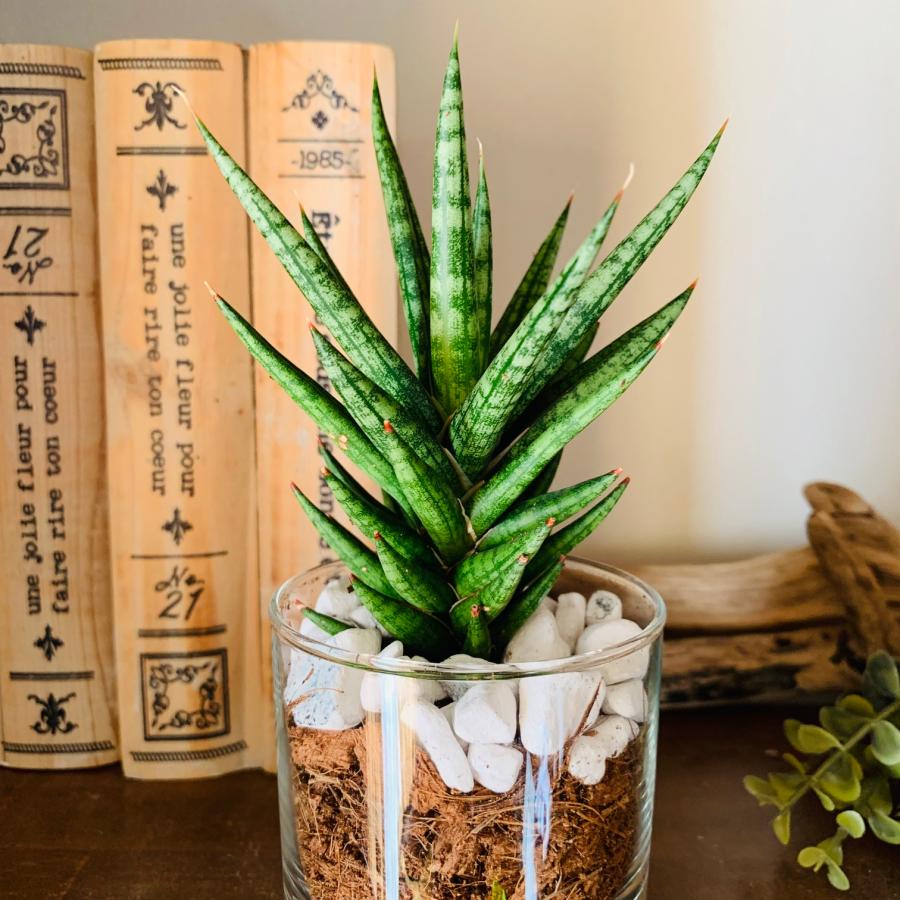 サンスベリア　フランシシー　ヤシの実チップ植え　ベラボン植え　　ロックグラス　観葉植物　多肉植物　おしゃれ　インテリア　引っ越し　ギフト |  | 02