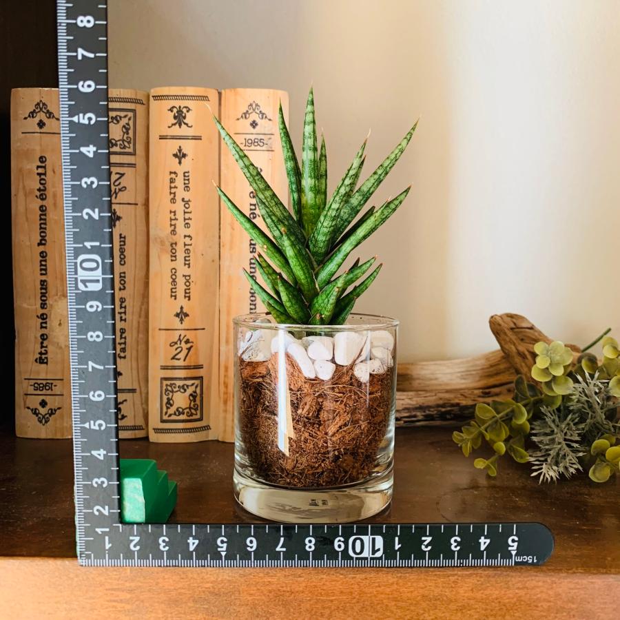 サンスベリア　フランシシー　ヤシの実チップ植え　ベラボン植え　　ロックグラス　観葉植物　多肉植物　おしゃれ　インテリア　引っ越し　ギフト |  | 03