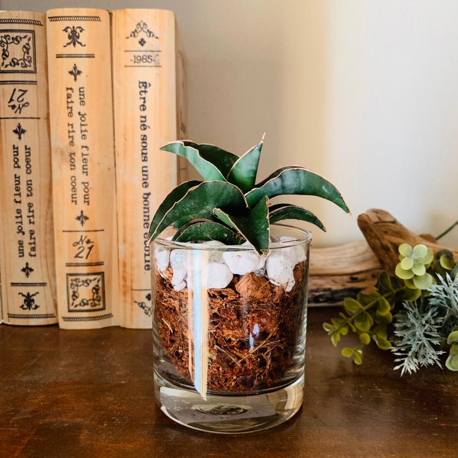 サンスベリア　ロブスターブルー　ヤシの実チップ植え　ベラボン植え　　ロックグラス　観葉植物　多肉植物　おしゃれ　インテリア　引っ越し　ギフト | 