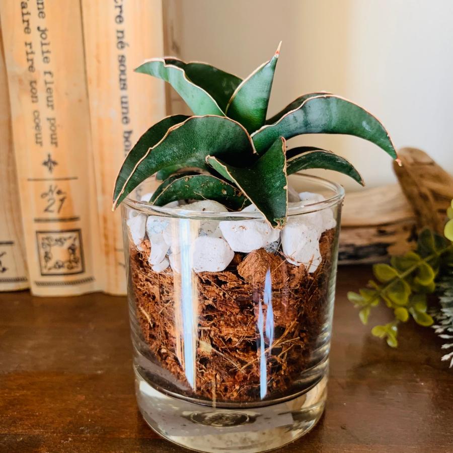 サンスベリア　ロブスターブルー　ヤシの実チップ植え　ベラボン植え　　ロックグラス　観葉植物　多肉植物　おしゃれ　インテリア　引っ越し　ギフト |  | 01