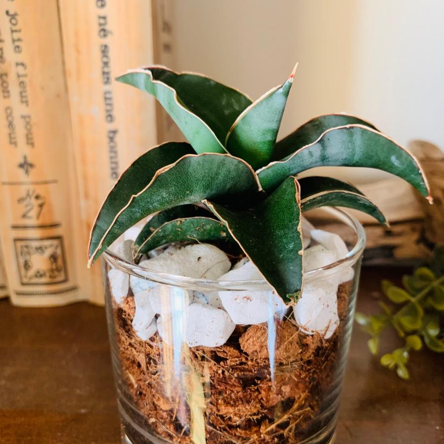 サンスベリア　ロブスターブルー　ヤシの実チップ植え　ベラボン植え　　ロックグラス　観葉植物　多肉植物　おしゃれ　インテリア　引っ越し　ギフト |  | 02