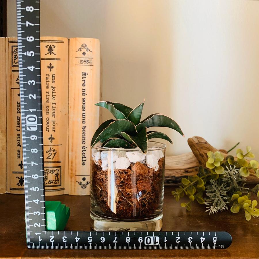 サンスベリア　ロブスターブルー　ヤシの実チップ植え　ベラボン植え　　ロックグラス　観葉植物　多肉植物　おしゃれ　インテリア　引っ越し　ギフト |  | 03