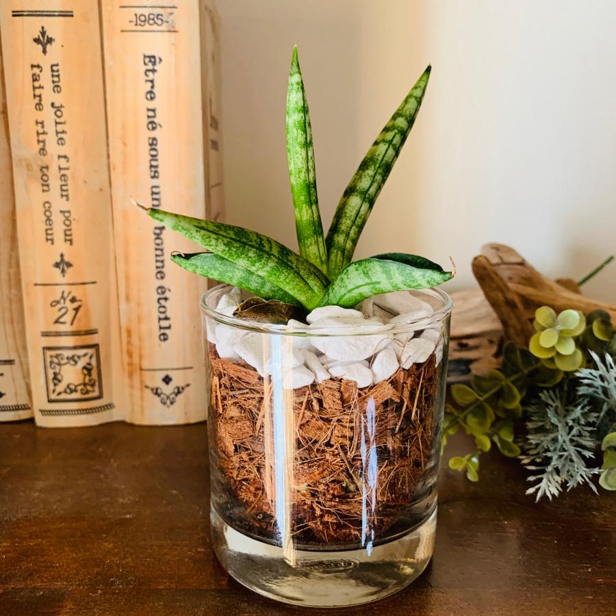 サンスベリア　ボンセレンシス　ヤシの実チップ植え　ベラボン植え　　ロックグラス　観葉植物　多肉植物　おしゃれ　インテリア　引っ越し　ギフト |  | 01