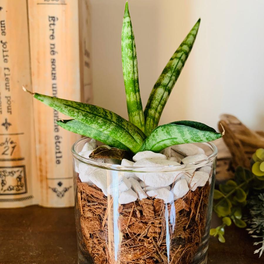 サンスベリア　ボンセレンシス　ヤシの実チップ植え　ベラボン植え　　ロックグラス　観葉植物　多肉植物　おしゃれ　インテリア　引っ越し　ギフト |  | 02